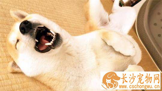 柴犬吃什么毛色好 吃这些食物对柴犬毛发好
