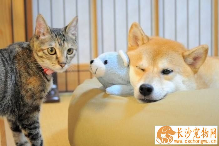 柴犬不大便 柴犬便秘了这样做最好