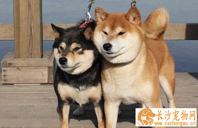 柴犬吃什么 柴犬可以吃的食物居然这么多