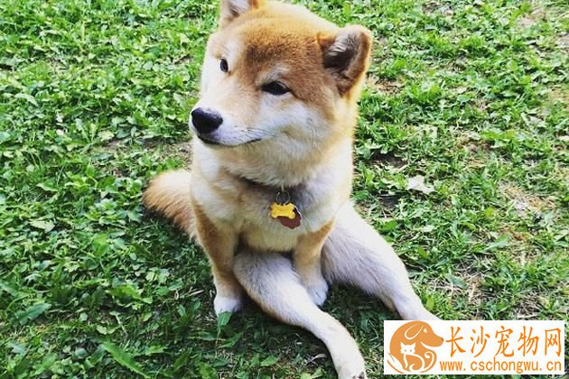可以给柴犬喝羊奶吗 柴犬和羊奶的好处