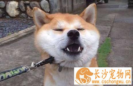 柴犬晚上叫不停 柴犬晚上叫不停这样做最科学