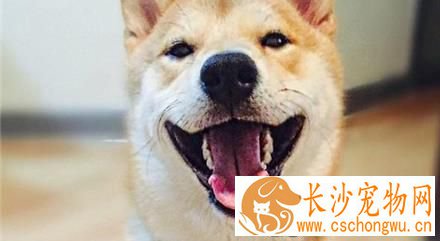 柴犬幼犬可以吃苹果吗 柴犬幼犬吃苹果的好处