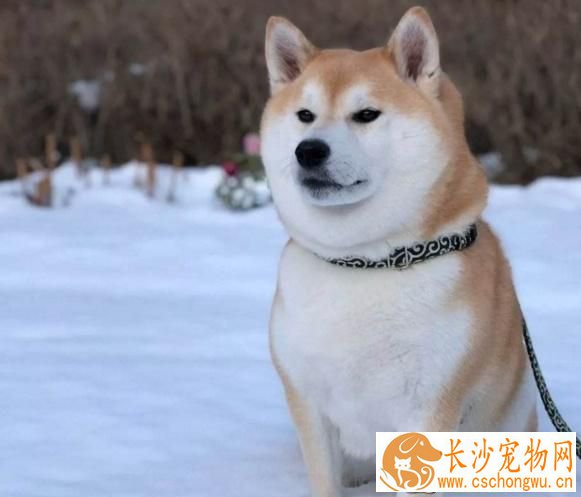 柴犬眼睛上方有白毛  柴犬眉毛什么时候出现