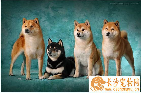 白马系柴犬特点 柴犬有多少种血系