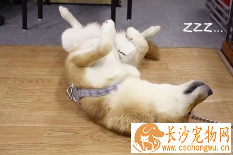 柴犬和秋田犬哪个好 从个别角度对比柴犬和秋田犬