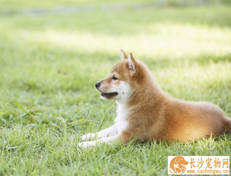 柴犬跑出去不会回来吗 有哪些办法寻找跑出去的柴犬
