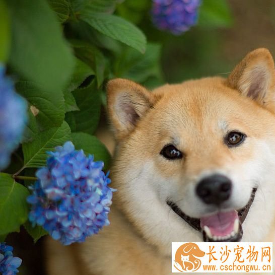 柴犬的优点和缺点 柴犬适合家庭饲养吗