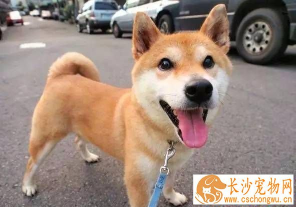 柴犬毛长吗 柴犬虽然毛不长但是掉毛也十分厉害