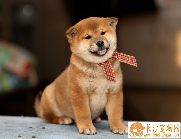 柴犬和柯基区别 柴犬和柯基性格的详细分析