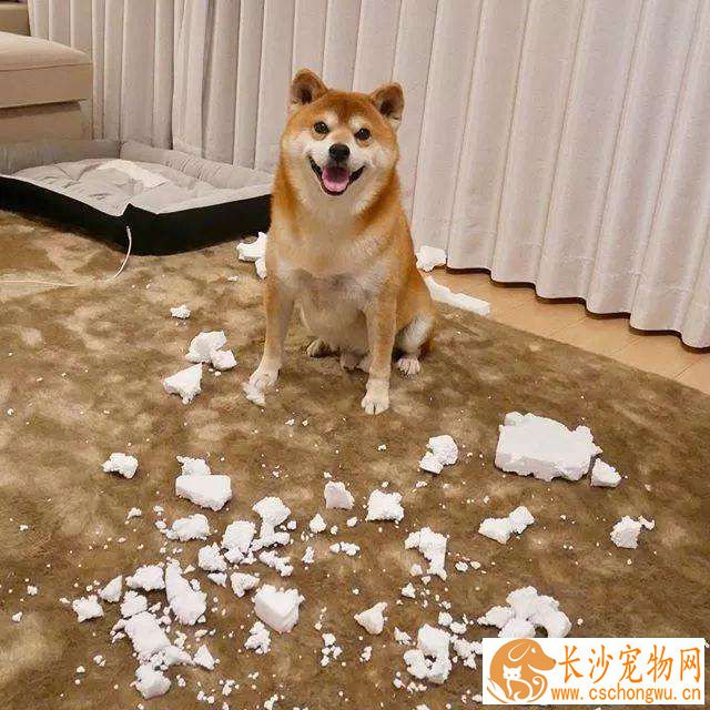柴犬有什么特点 柴犬的主要六个特点