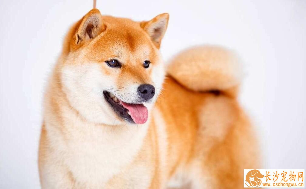 柴犬有几种颜色 白柴最少的原因是什么