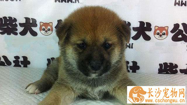 柴犬为什么飞机耳 有以下四个情况柴犬会飞机耳
