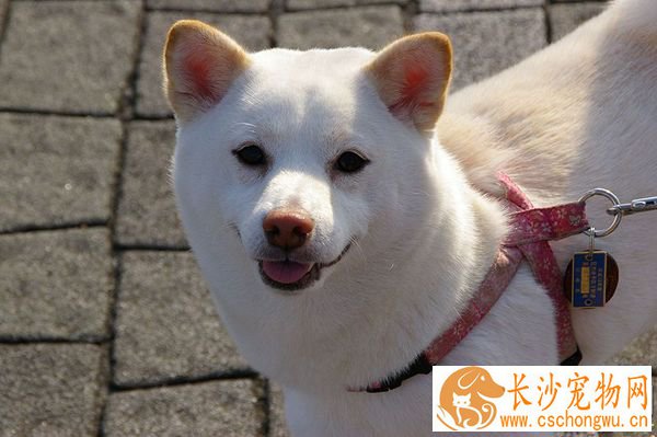 白柴犬鼻子会变粉色吗 什么原因会造成白柴犬鼻子变粉色
