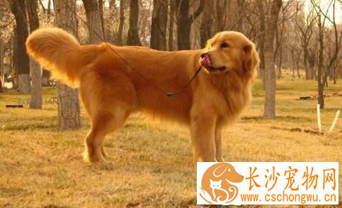 金毛幼犬耳朵小 金毛幼犬耳朵小是怎么回事