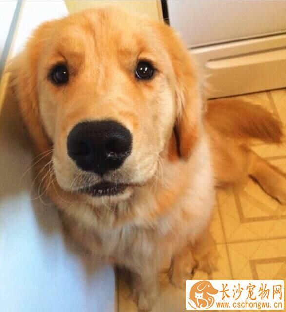 金毛有短毛的吗 金毛短毛是什么原因