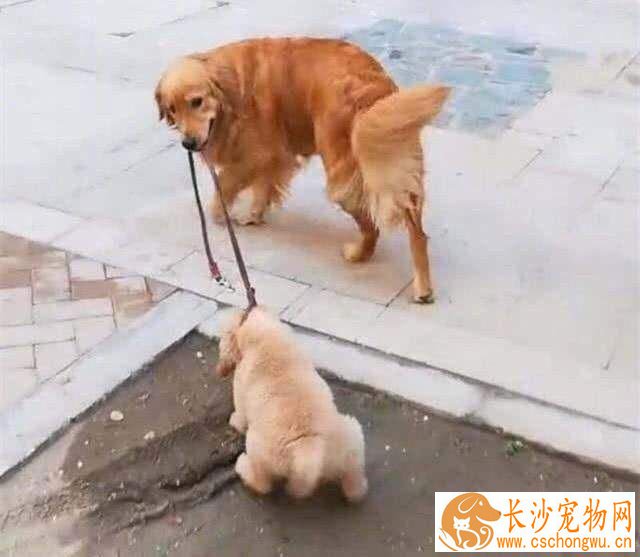金毛鼻子上面掉毛怎么办 金毛鼻子上面掉毛是什么引起的