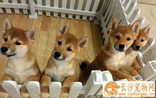 柴犬眼睛什么颜色的 纯种柴犬有哪些特征