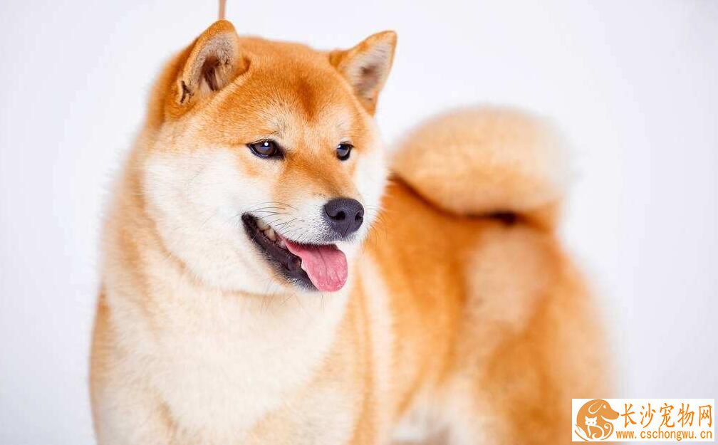 小柴犬怎么看纯不纯 如何挑选纯种的柴犬
