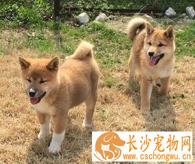 柴犬狗粮怎么喂养 喂养柴犬时需要注意哪些