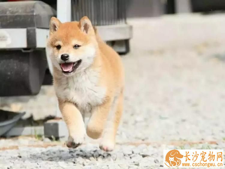 柴犬吃什么可以早立耳 柴犬无法立耳的原因有哪些
