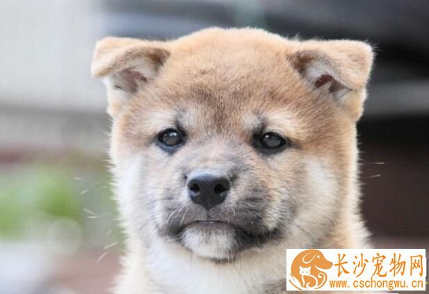柴犬吃什么能让脸胖 喂胖柴犬可参考以下方法