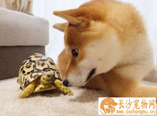 柴犬一斤狗粮能吃多久 柴犬喂养不当会出现哪些后果