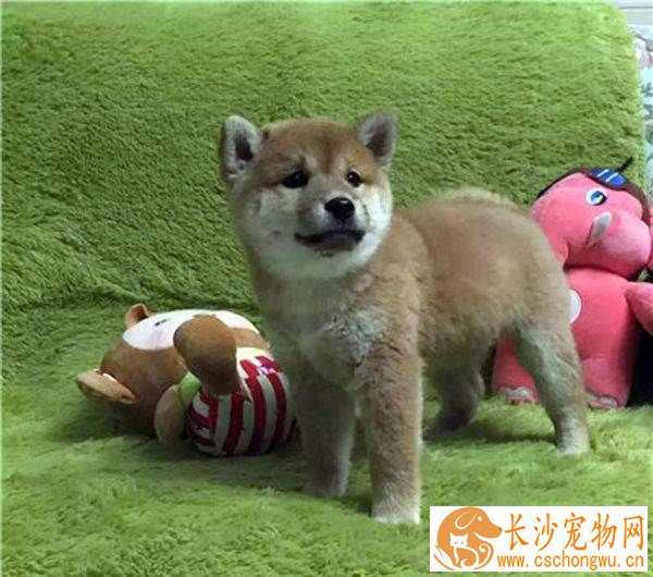 柴犬有体味吗掉毛吗 柴犬掉毛的原因有哪些