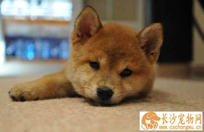 柴犬毛不好怎么办 如何让柴犬拥有健康毛发