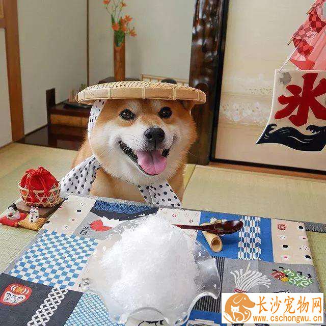 柴犬有多大寿命 柴犬的寿命和哪些方面有关系