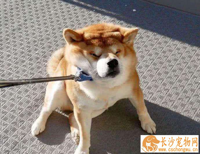 柴犬是不是只能吃狗粮 如何挑选优质的狗粮