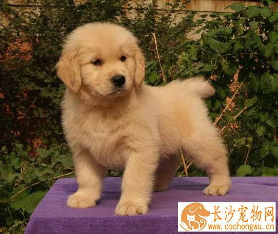 金毛不会配种怎么回事 怎样帮助金毛配种