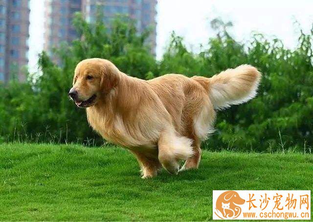 金毛鼻子发红怎么回事 如何缓解金毛鼻子发红的现象