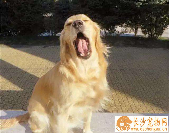 金毛拉血是怎么回事  金毛拉血怎么办