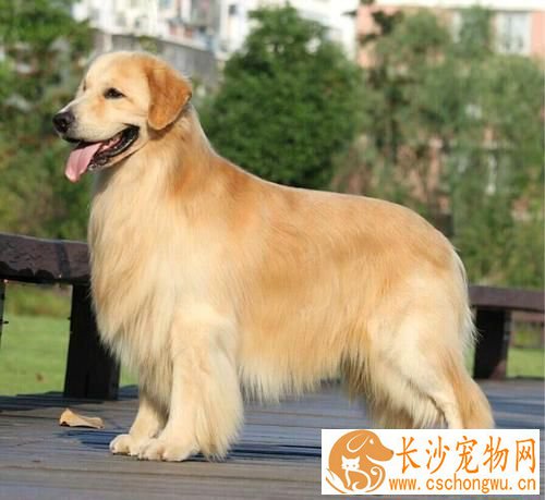 金毛咬自己尾巴怎么回事 一般有以下几种原因所致
