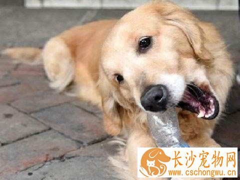 金毛肚子上有脓包 肚子上长脓包怎么处理