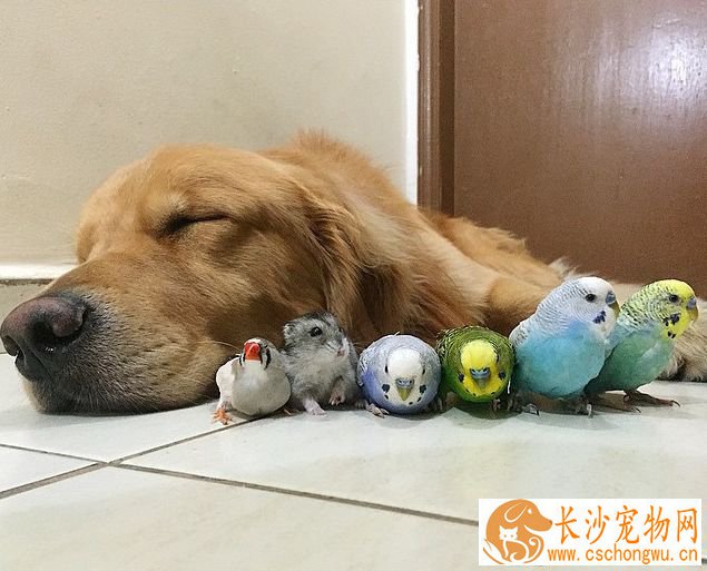 金毛早上早上拉稀怎么回事 金毛拉稀的原因