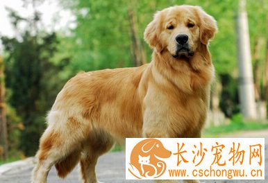金毛能不能吃巧克力 金毛吃了巧克力会怎样