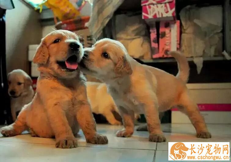 金毛幼犬喝牛奶行不行 有哪些情况下不宜喂牛奶