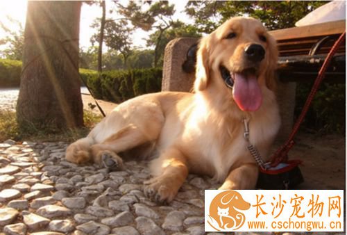 金毛拉稀吃什么药 金毛拉稀的原因
