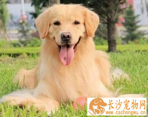 被金毛抓出血要打针吗 被金毛抓伤后如何处理