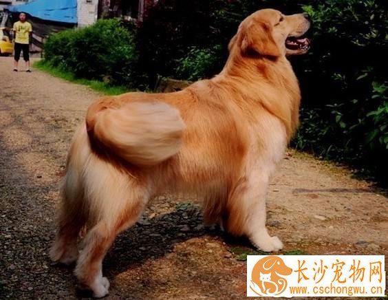 金毛都有什么颜色 金毛颜色分类