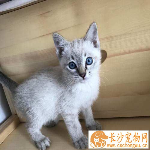 暹罗猫咬人的原因 暹罗猫咬人这么做就对了