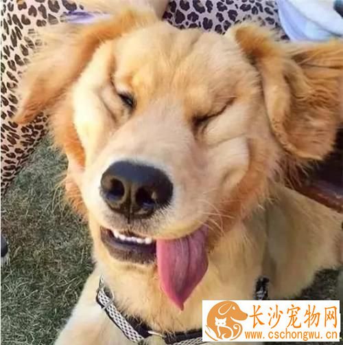金毛啃东西怎么办 金毛啃东西的原因