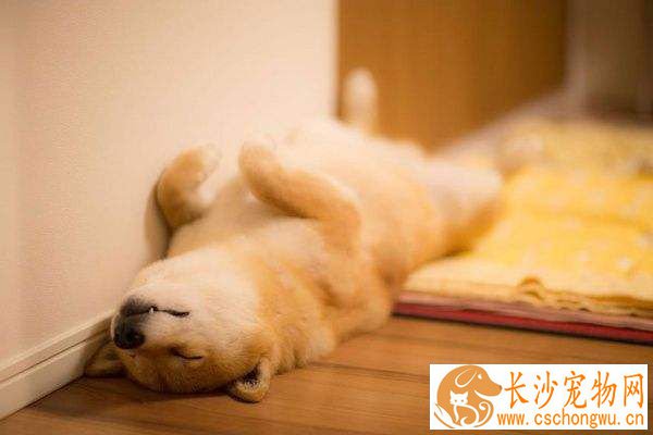 自制柴犬幼犬狗粮 自制狗粮需要注意哪些事项