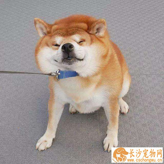 柴犬几个月可以吃骨头 柴犬吃骨头会有哪些危害