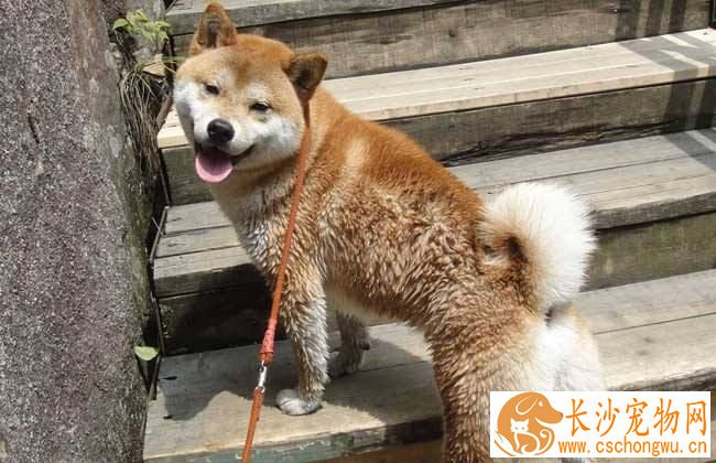 柴犬鼻子湿是什么原因 柴犬鼻子非常干又是怎么回事呢