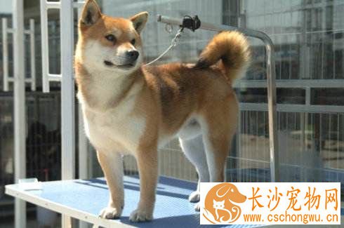 柴犬多大能啃骨头 柴犬啃骨头会有哪些害处
