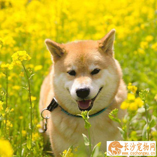 柴犬鼻子有声音 柴犬鼻子哼哧哼哧的怎么回事