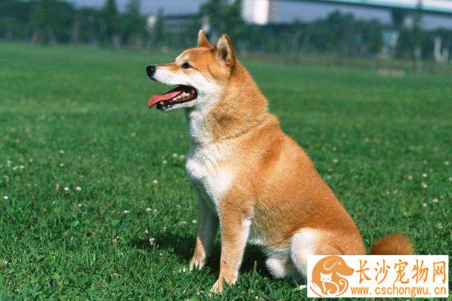 成年柴犬食量 喂养柴犬需要注意哪些禁忌