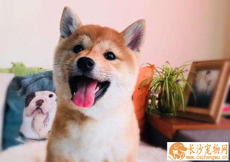 柴犬几个月可以吃干粮 如何给柴犬过渡到吃干粮